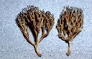 Ramaria pancaribbea image