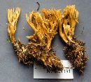 Ramaria eumorpha image