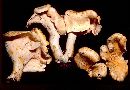 Cantharellus lateritius image