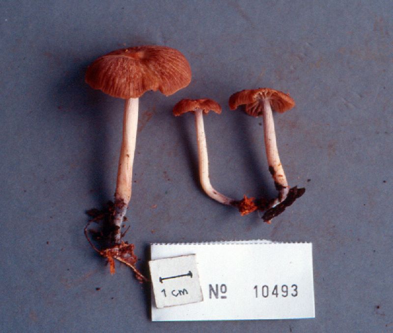 Gymnopus pseudolodgeae image