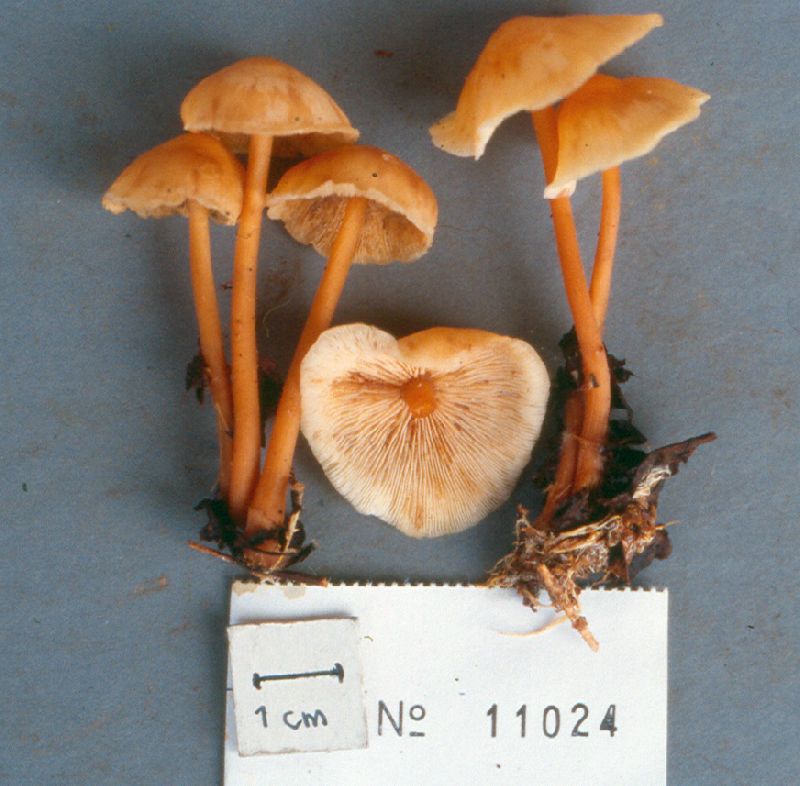 Gymnopus macropus image