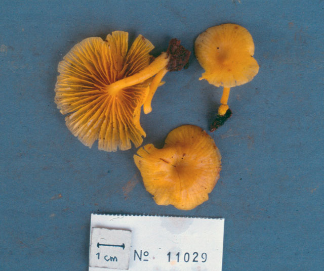 Collybia plectophylla image