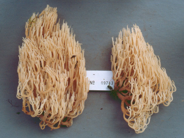 Artomyces stephenii image