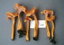Cantharellus ignicolor image