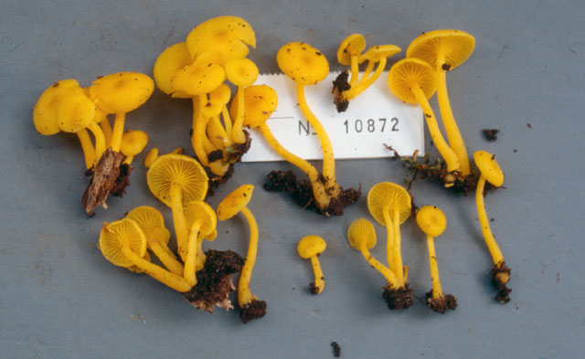 Collybia plectophylla image