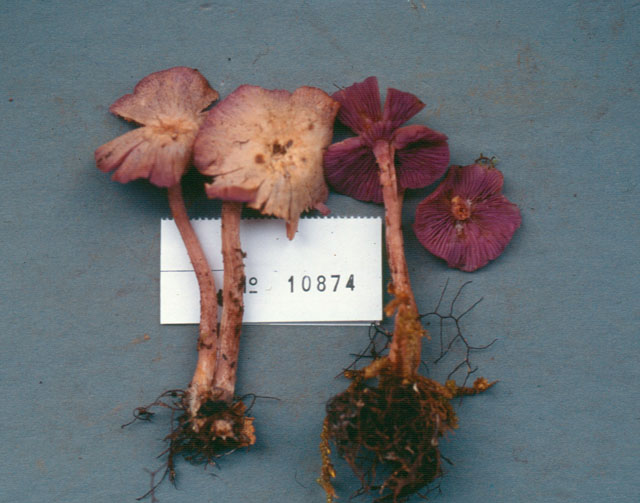 Laccaria gomezii image