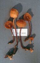 Marasmius cohaerens image