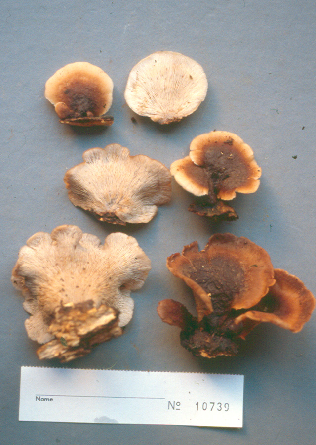 Lentinus angustifolius image