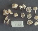 Marasmius palmivorus image