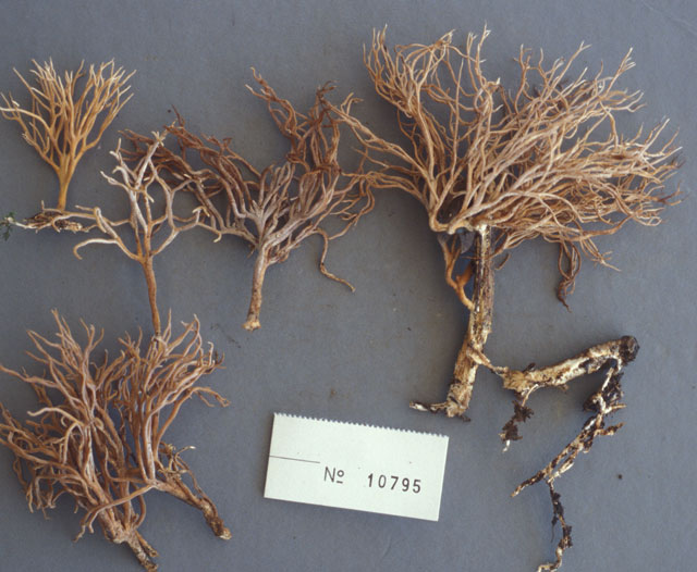 Ramaria reticulata image