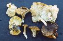 Cantharellus wellingtonensis image