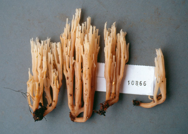 Artomyces costaricensis image