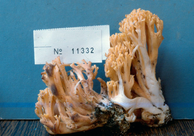 Ramaria schildii image