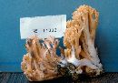 Ramaria schildii image