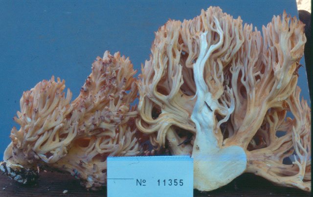Ramaria mairei image