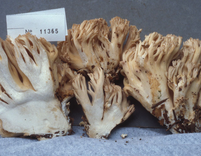 Ramaria albida image