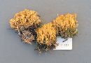 Ramaria myceliosa image