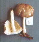 Megacollybia rodmanii image