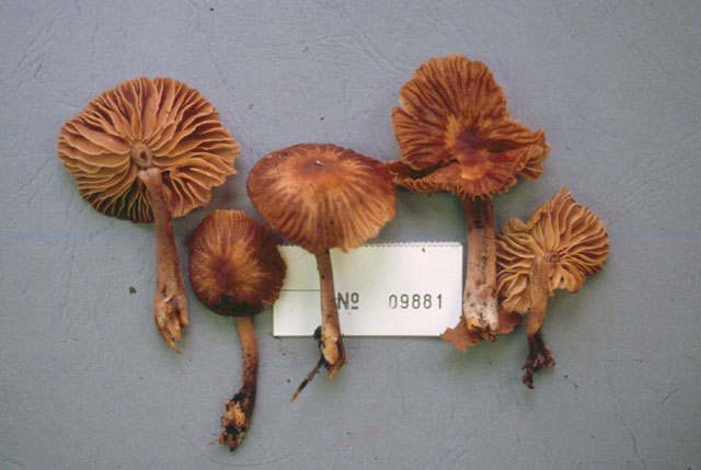 Gymnopus dysodes image