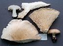 Leucopaxillus giganteus image