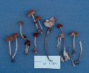 Marasmius floridanus image