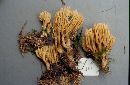 Ramaria eumorpha image