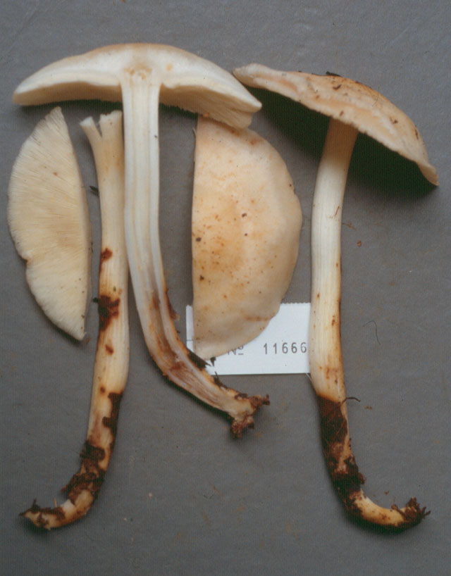 Rhodocollybia image