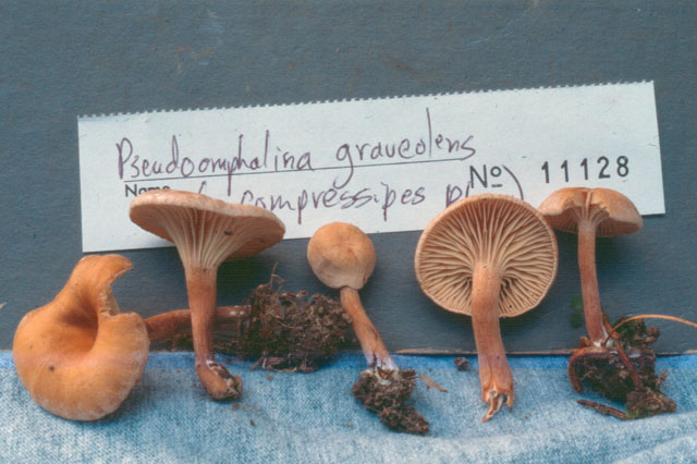 Pseudoomphalina graveolens image