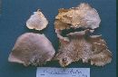 Pleurotus djamor image