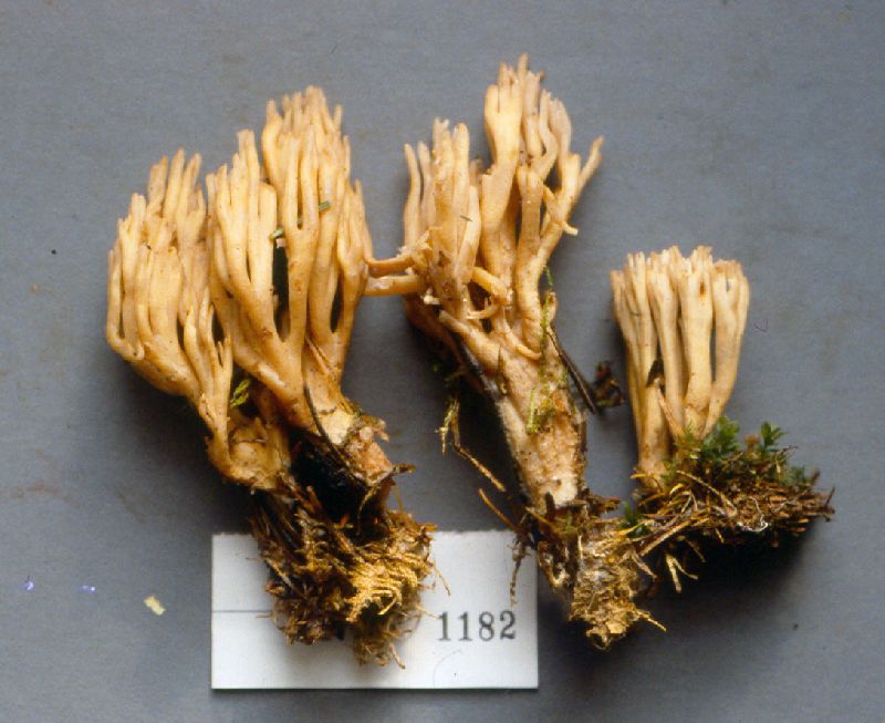 Pseudogliophragma image