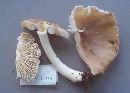 Megacollybia platyphylla image