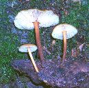 Xeromphalina tenuipes image