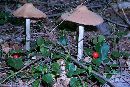 Entoloma pallescens image