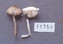 Hymenopellis furfuracea image