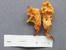 Byssomerulius corium image