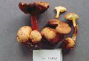 Pseudoboletus parasiticus image