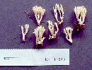 Ramariopsis kunzei image