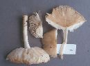 Megacollybia platyphylla image