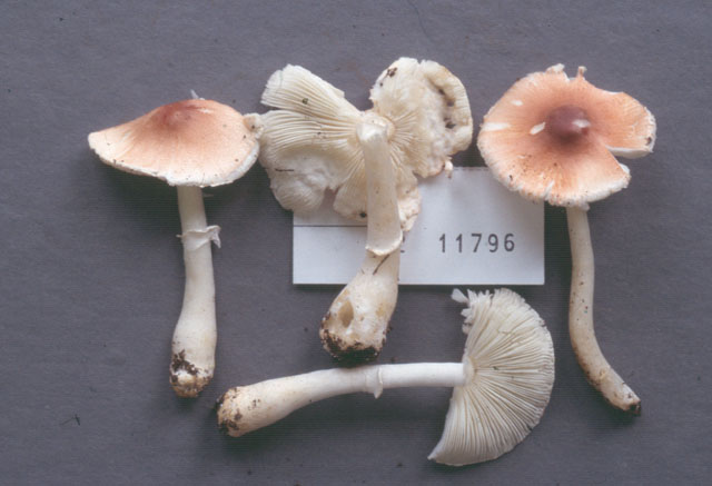 Lepiota rubrotincta image