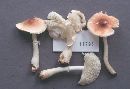 Image of Lepiota rubrotincta