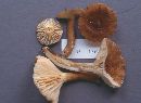 Lactarius gerardii image