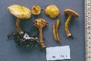 Suillus americanus image