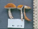 Suillus cavipes image