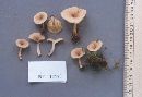 Lactarius griseus image