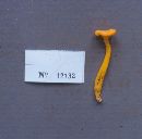 Cantharellus ignicolor image