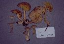 Cantharellus appalachiensis image