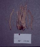 Clavaria rubicundula image