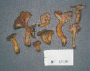 Hygrophorus caespitosus image