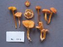 Hygrocybe miniata image