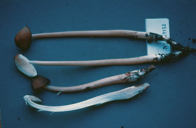Hymenopellis radicata image